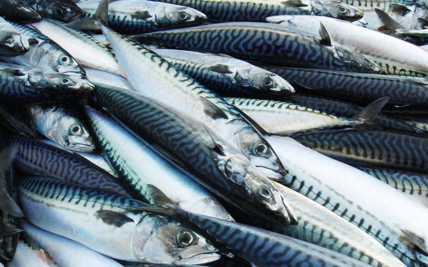 Mackerel 1080X675